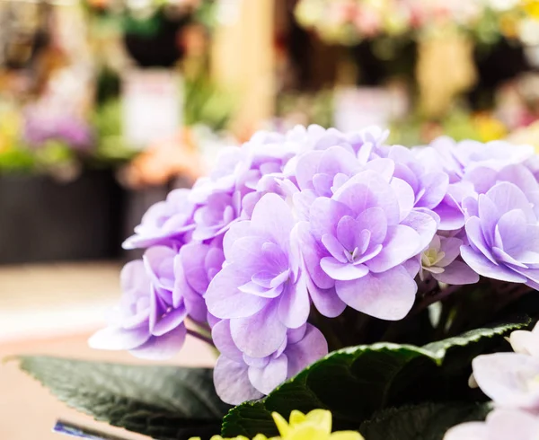 Detalhe macro de hortênsia hortensia flores pétalas violetas — Fotografia de Stock