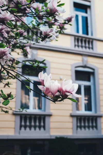Linda flor Magnolia em flor na cidade — Fotografia de Stock
