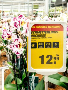 Çiçek orkide çiçek güzel çiçekçi mağaza