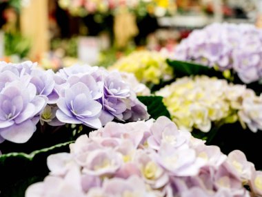 Ortanca hortensia sarı menekşe pembe makro detay