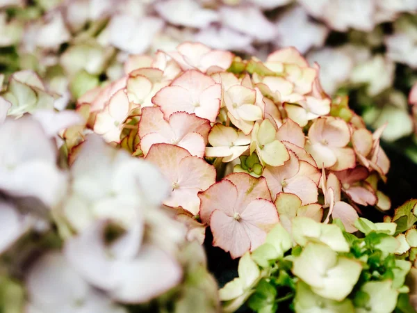 Detalhe macro de hortênsia flores delicadas macro close-up — Fotografia de Stock