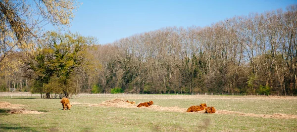 Family of Scottish Highland cattle in green fields — Stock Photo, Image