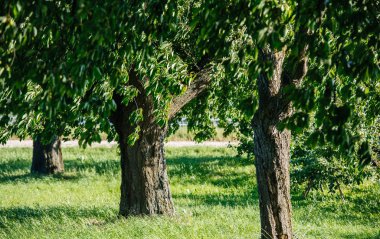 Eski ağaçlar ile eski kiraz ağacı bahçe