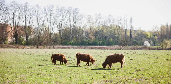 Family of Scottish Highland cattle in green fields — Stock Photo, Image