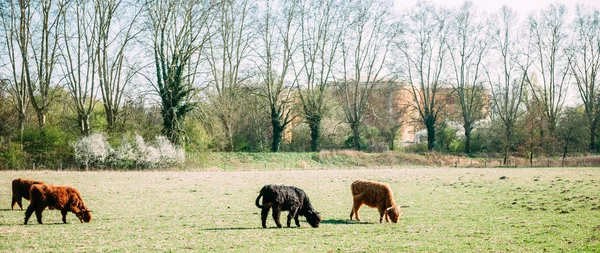 Family of Scottish Highland cattle in green fields — Stock Photo, Image