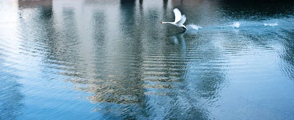 Swan flying above the lake in France — Stock Photo, Image