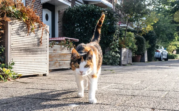 front walking cat on a Dutch street