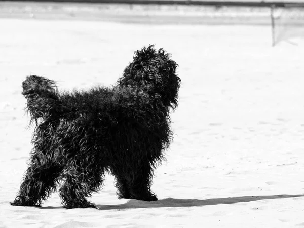 모래에서 재미를 가지고 검은 코커 스패니얼 개 — 스톡 사진