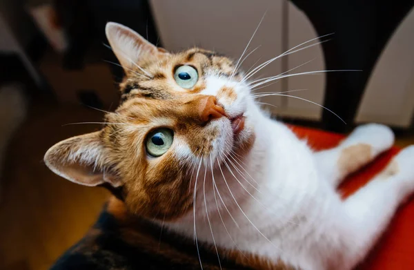 Hermosa mascota gato con bigotes grandes bigotes —  Fotos de Stock