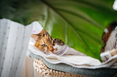 utanç elizabethan koni giyen kedi pet 