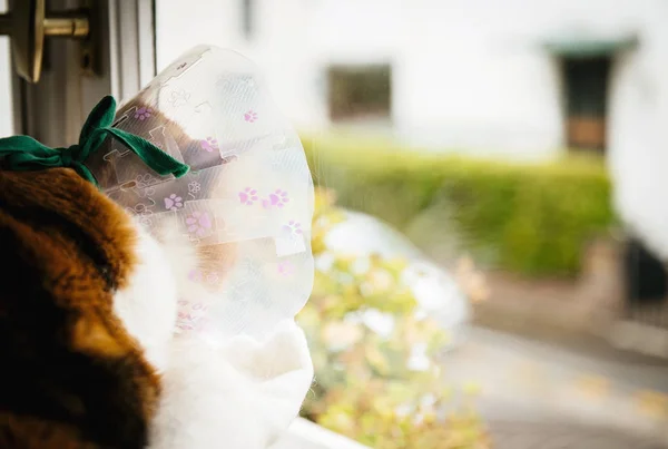 Cat with shame cone looking through window — Stock Photo, Image