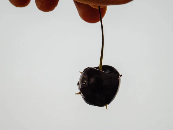 Uomo mano che tiene ciliegia francese con vermi multipli — Foto Stock