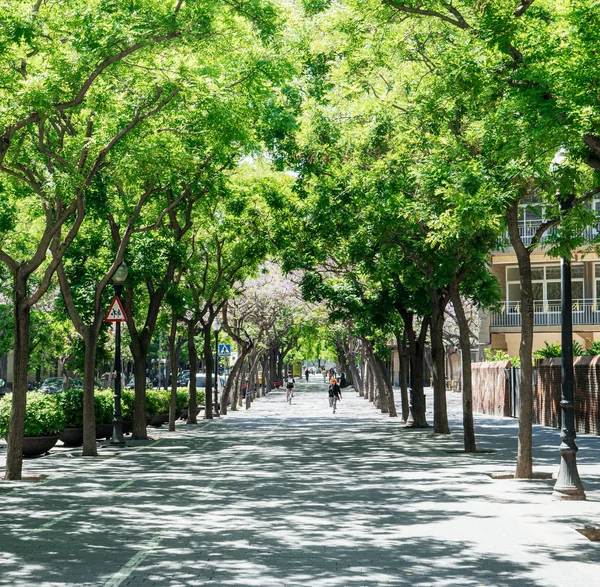 Avenue de Les Drassanes τετράγωνα δέντρα εικόνας που καλύπτουν την οδό των πεζών — Φωτογραφία Αρχείου