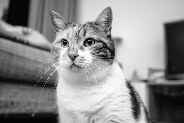 Hermoso retrato de gato en sala de estar —  Fotos de Stock