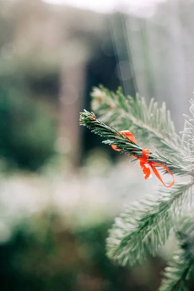 Fenyőfa piros íj díszítéssel — Stock Fotó