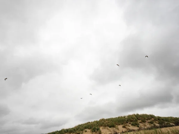 Vista de baixo ângulo das gaivotas nos céus nublados — Fotografia de Stock