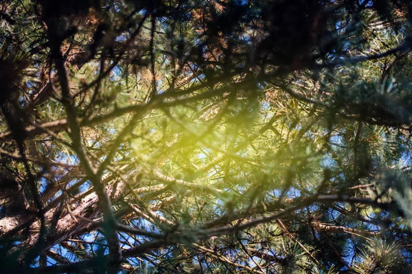 枝のある松モミの森の下からの眺め — ストック写真