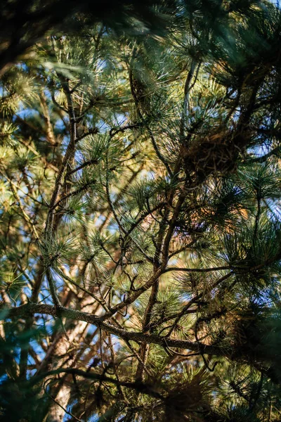 Prohlédněte si je ze stromové struktury jedlí z borovice s větvemi — Stock fotografie