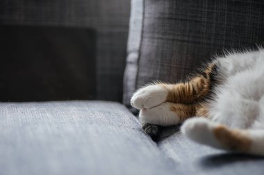 Sevimli kedi kanepe oturma odasında uyku