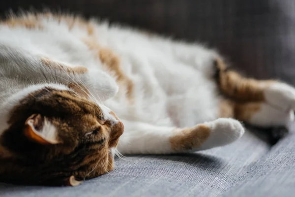 Lindo gato durmiendo en sofá sala de estar —  Fotos de Stock