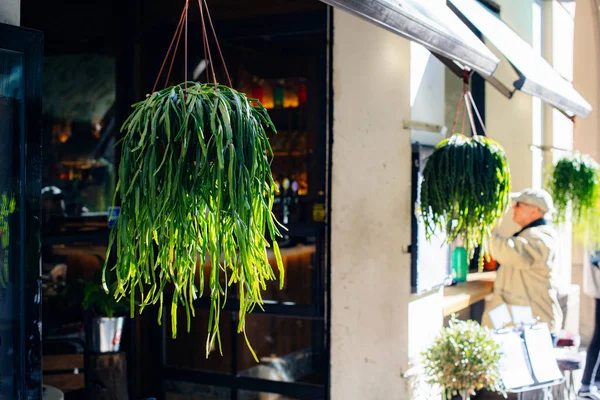 Vackra hängade blommor vid ingången till Hotel r — Stockfoto