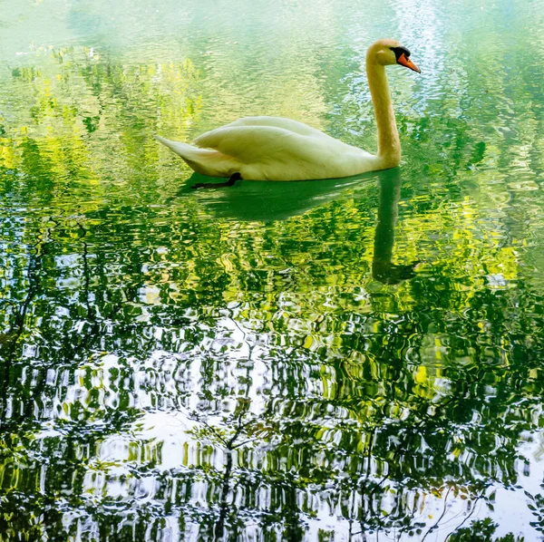 Elegant swan on the reflective surface — Stock Photo, Image