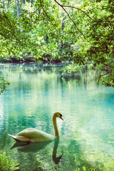 Cinematic color graded vertical image of beautiful elegant swan — Stock Photo, Image