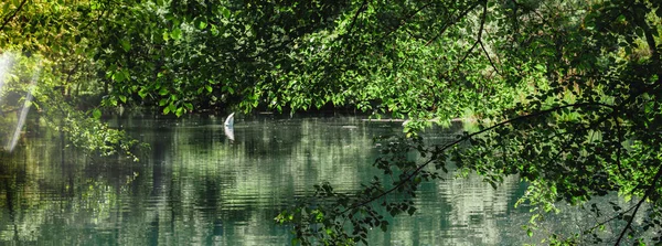 Swan searching for food in forest lake — Stock Photo, Image