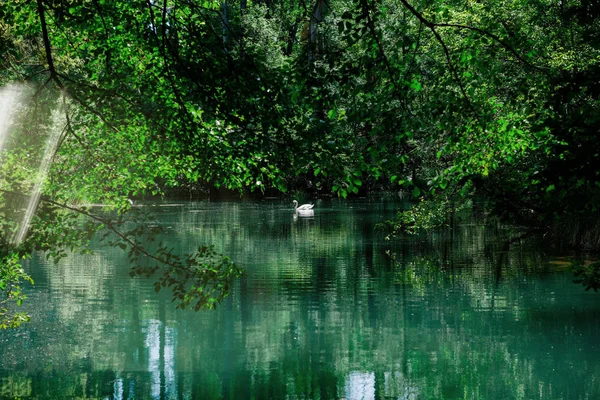 Bonito cisne elegante no lago calmo do rio — Fotografia de Stock