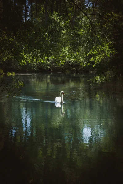 Vertical image of beautiful elegant swan — Stock Photo, Image