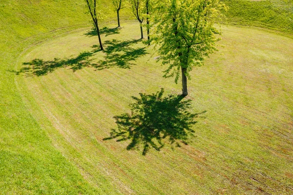 Молодые деревья и их тени — стоковое фото