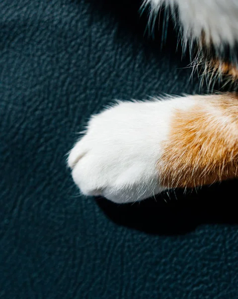 Милая кошачья лапа на кожаном диване — стоковое фото