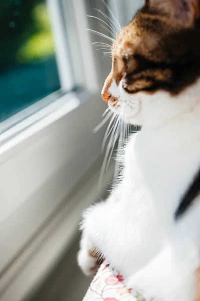 Side view of curious cat looking window