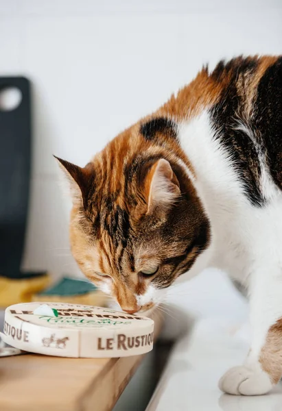 Cute catepreparing to taste delicious French cheese — Stock Photo, Image