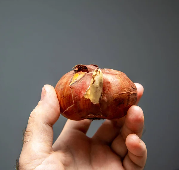 Elinde çiğdem soğanı tutan adam el — Stok fotoğraf