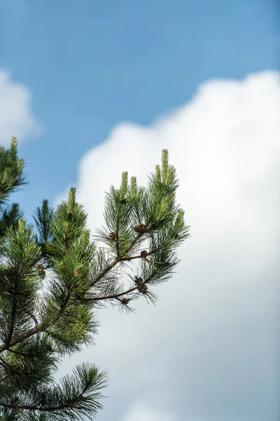 Gros plan d'un grand pin au ciel paisible — Photo