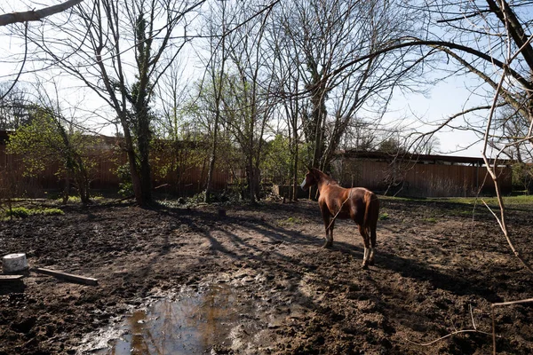 View of sad horse with large puddle — Stock Photo, Image