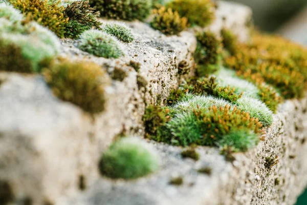 Primer plano macroplano de musgo sobre piedra — Foto de Stock