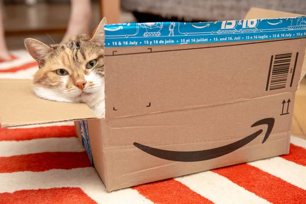 Serieuze kat met grappige look rustend in kartonnen pakketdoos van Amazon Prime — Stockfoto