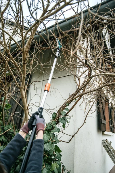 Kobieta za pomocą pruner biegun do cięcia gałęzi wisteria — Zdjęcie stockowe