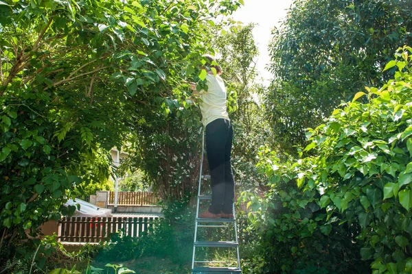 Vista trasera de la mujer que trabaja en el árbol de poda de corte de jardín —  Fotos de Stock