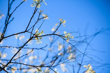 Bahar dallarının başında açık mavi gökyüzü ve çözülmüş arka planla