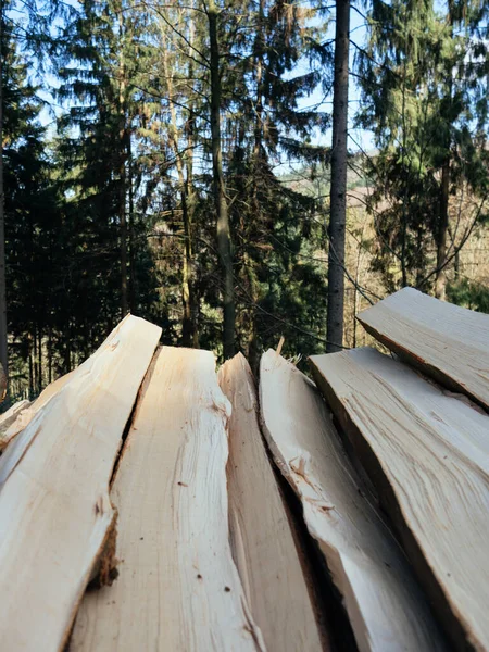 Boschi nella verde pineta Foresta Nera Tedesca — Foto Stock