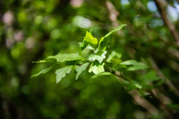Branche verte avec vue floue déconcentrée bokeh — Photo