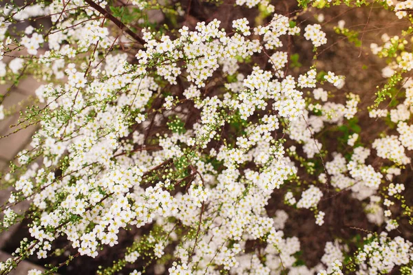 Milhares de flores em flor no arbusto de primavera — Fotografia de Stock