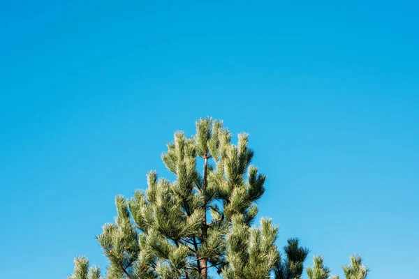 Grande tête de pin avec ciel bleu clair — Photo