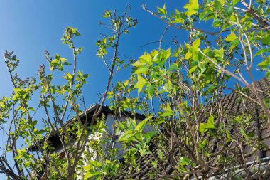 Genç yaprakları ve küçük tomurcukları ile yeşil leylak dalları ev çatısı yakınında parlak mavi gökyüzü karşısında büyüyen.