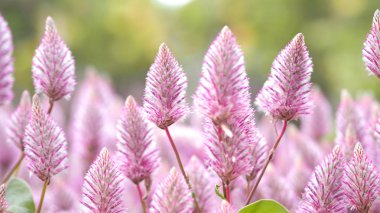Tiarella gökyüzü roket pembe renkli çiçekler yakın çekim açı Namba Bahçe park Osaka Japonya yaz sezonu