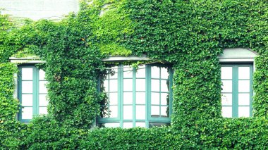 Meksika daisy birçok gezgin yeşil renk yaprakları ile Avrupa çağdaş modern mimari tarzı bina eski duvar ve pencere tüm kapak.