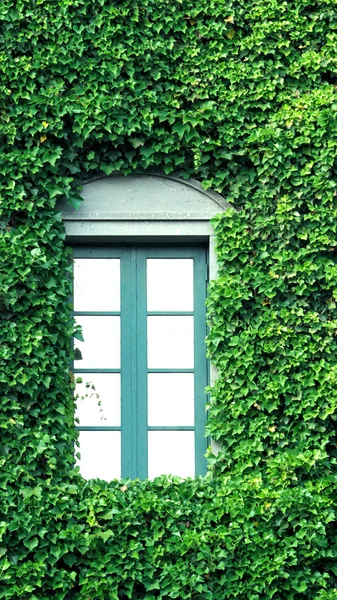 Meksika daisy birçok gezgin yeşil renk yaprakları ile Avrupa çağdaş modern mimari tarzı bina eski duvar ve pencere tüm kapak.